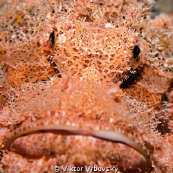 Scorpionfish by Viktor Vrbovský 